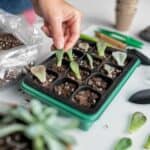 Hand putting a succulent leaves into a planter.