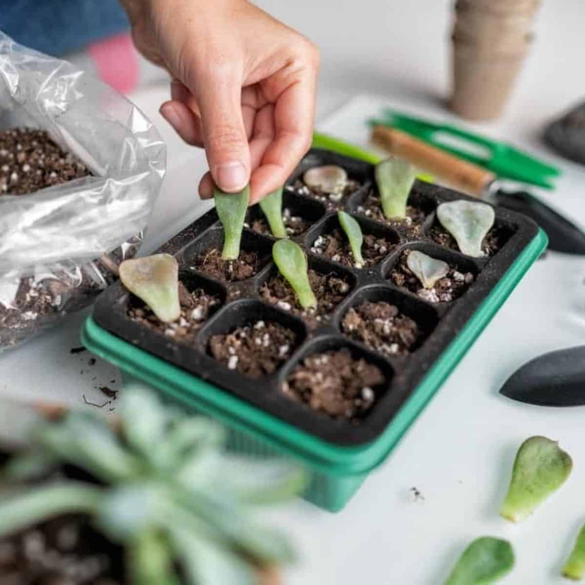 Hand putting succulent leaves into a planter.