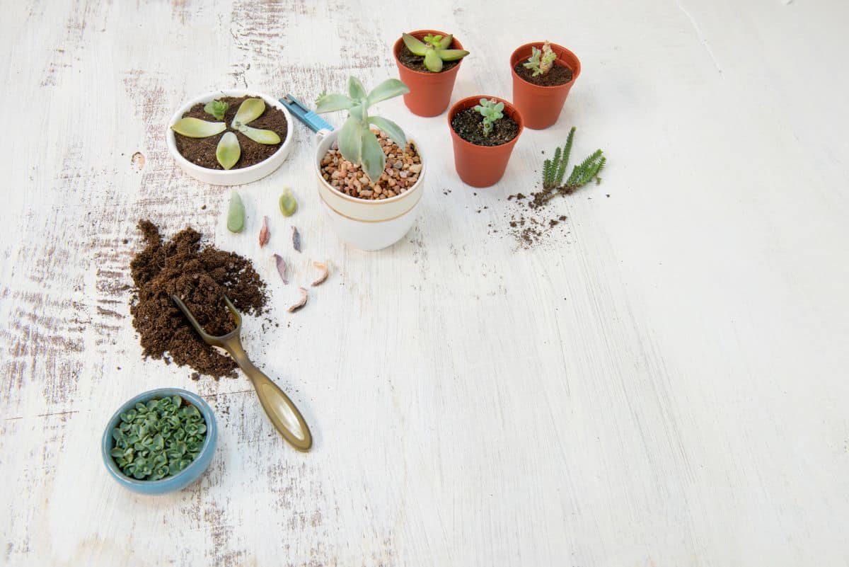 Succulents in pots, gardening tools, succulent cutting on the table.