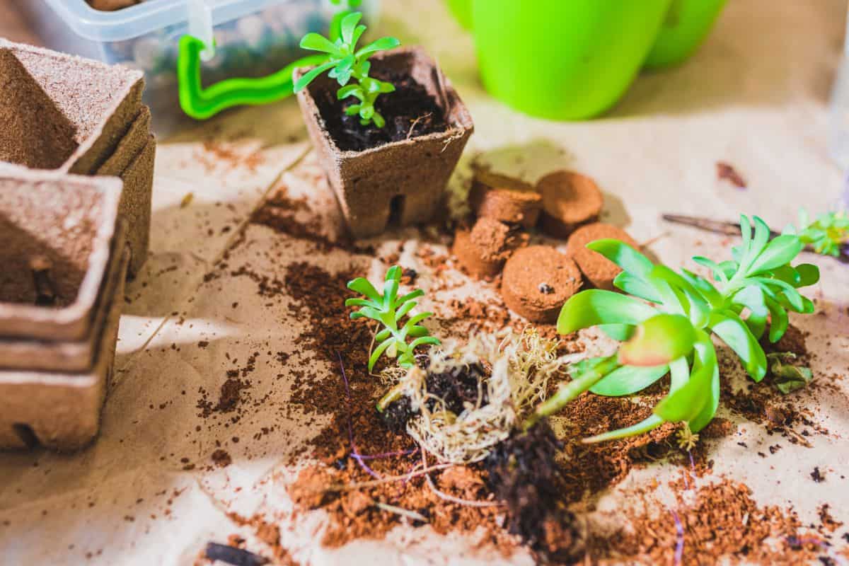 Succulents, pots and soil on the table.