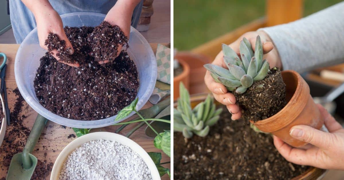 Succulent Soil Everything you need to know Sublime Succulents