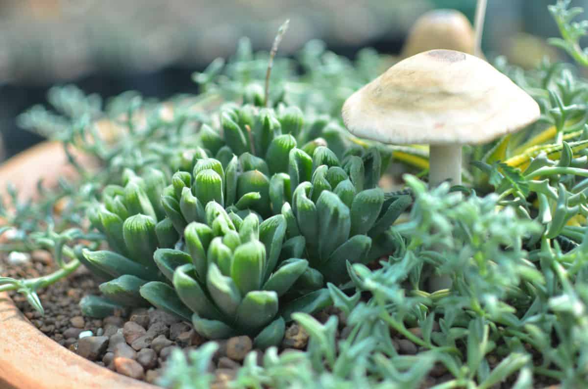 Succulents and mushrooms growing in a pot.