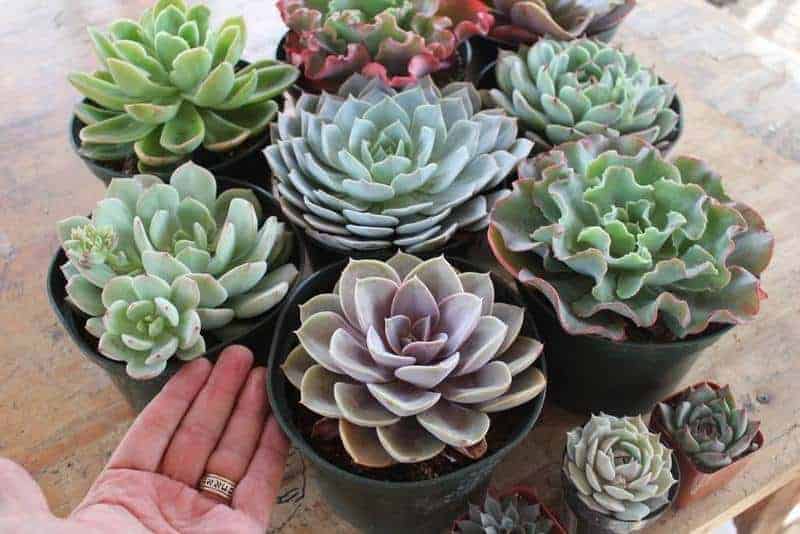 Echeveria varieties growing in pots.