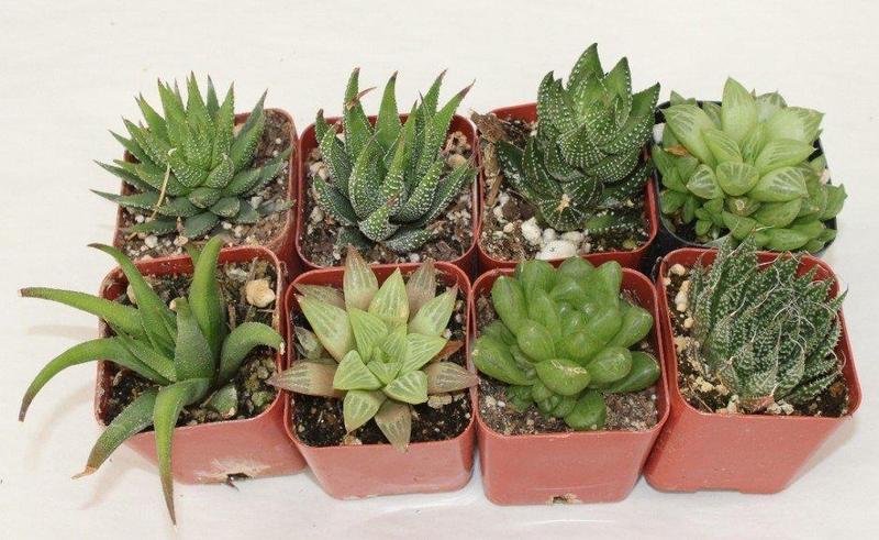 Haworthia varieties in growing in pots.