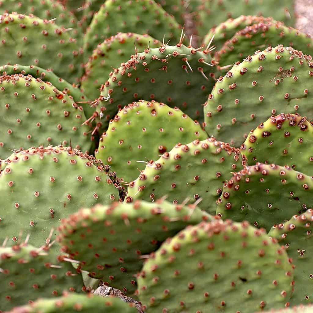 Opuntia 'Prickly Pear' close-up.