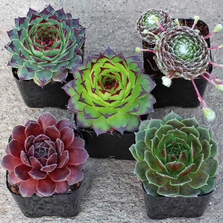11 Succulents Safe for Reptiles Sublime Succulents