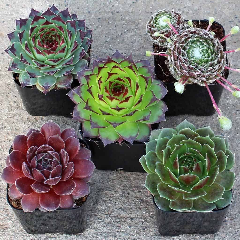 Sempervivum 'Hens and Chicks' growing in pots.