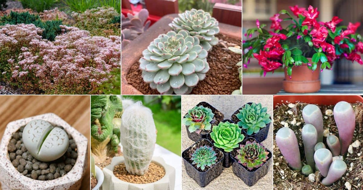 Collage of succulents safe for cats.