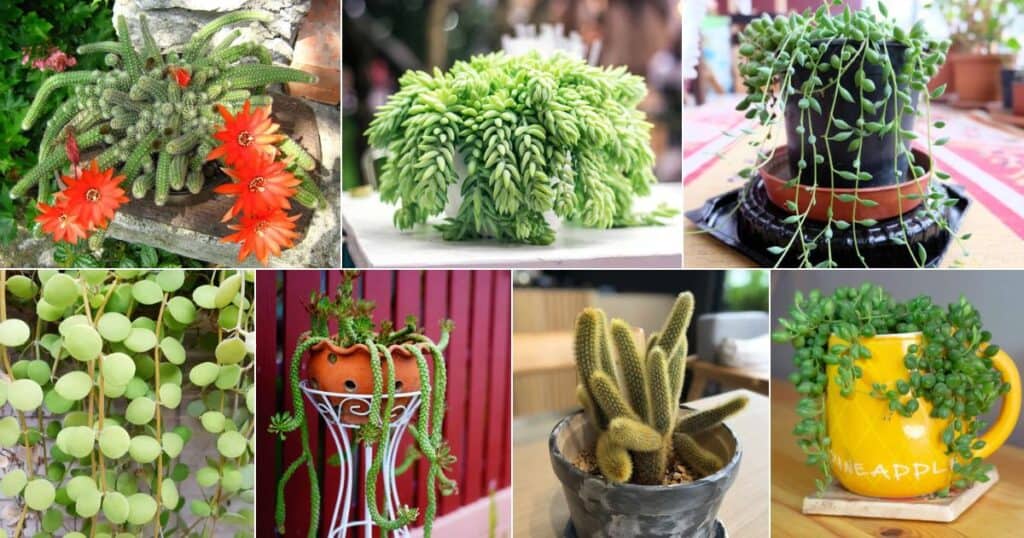 9 Best Trailing Succulents And Cacti Sublime Succulents 9 Best Trailing Succulents And Cacti Sublime Succulents