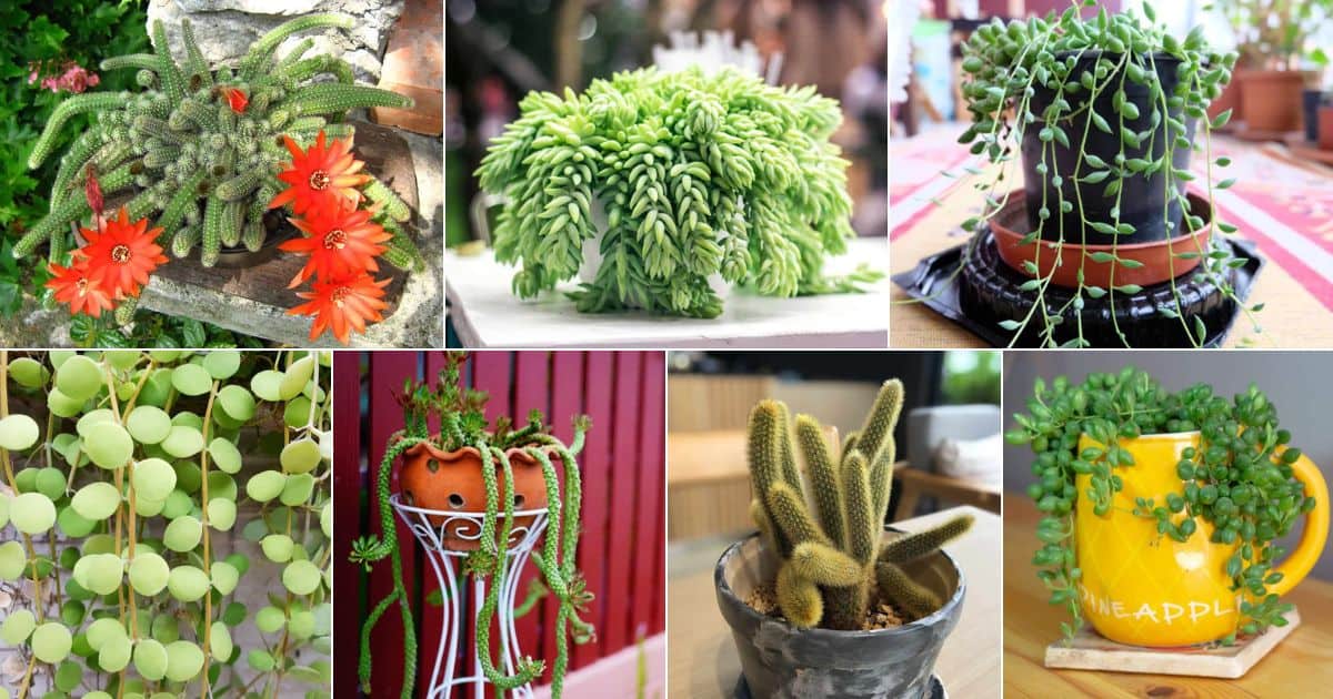 Collage of best trailing succulents and cacti.