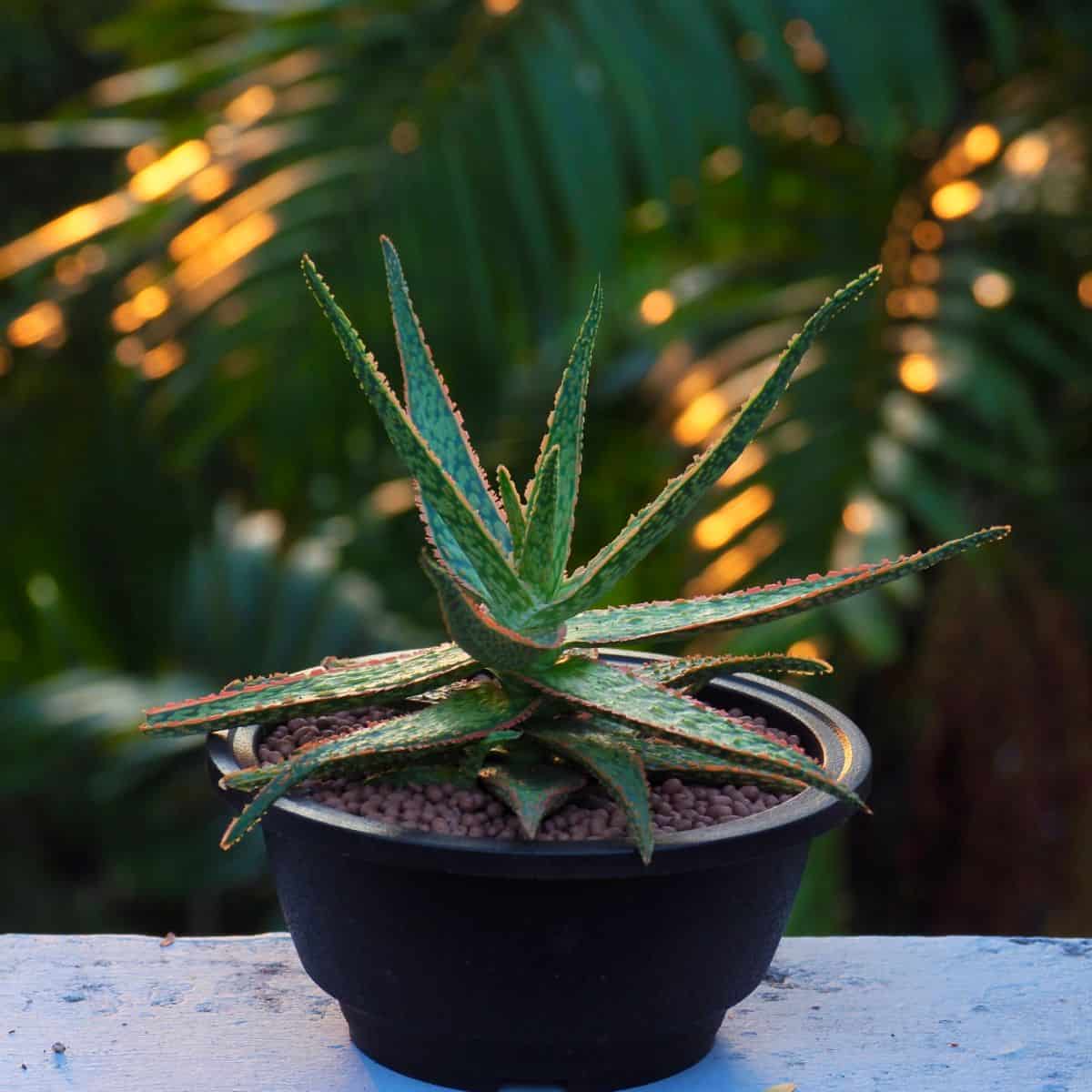 Aloe vera hybrid growing in a black pot.