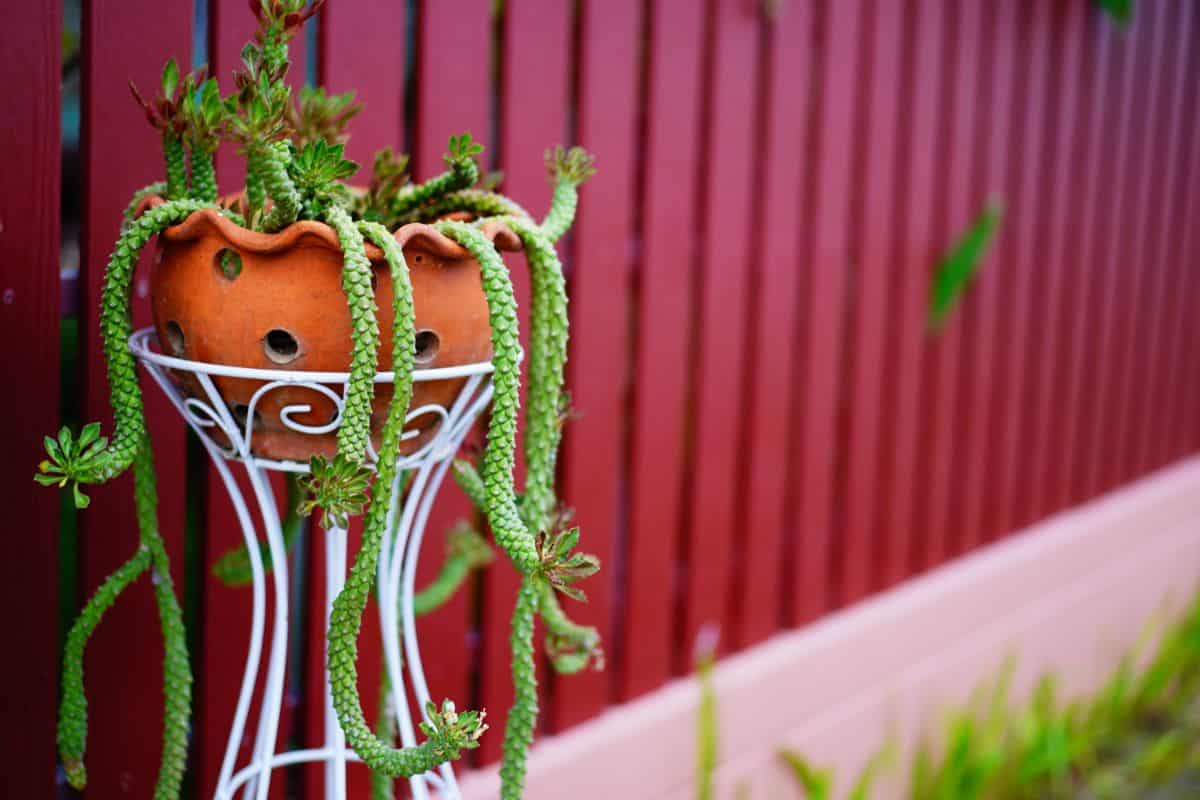 Rat tail cactus growing in a pot.