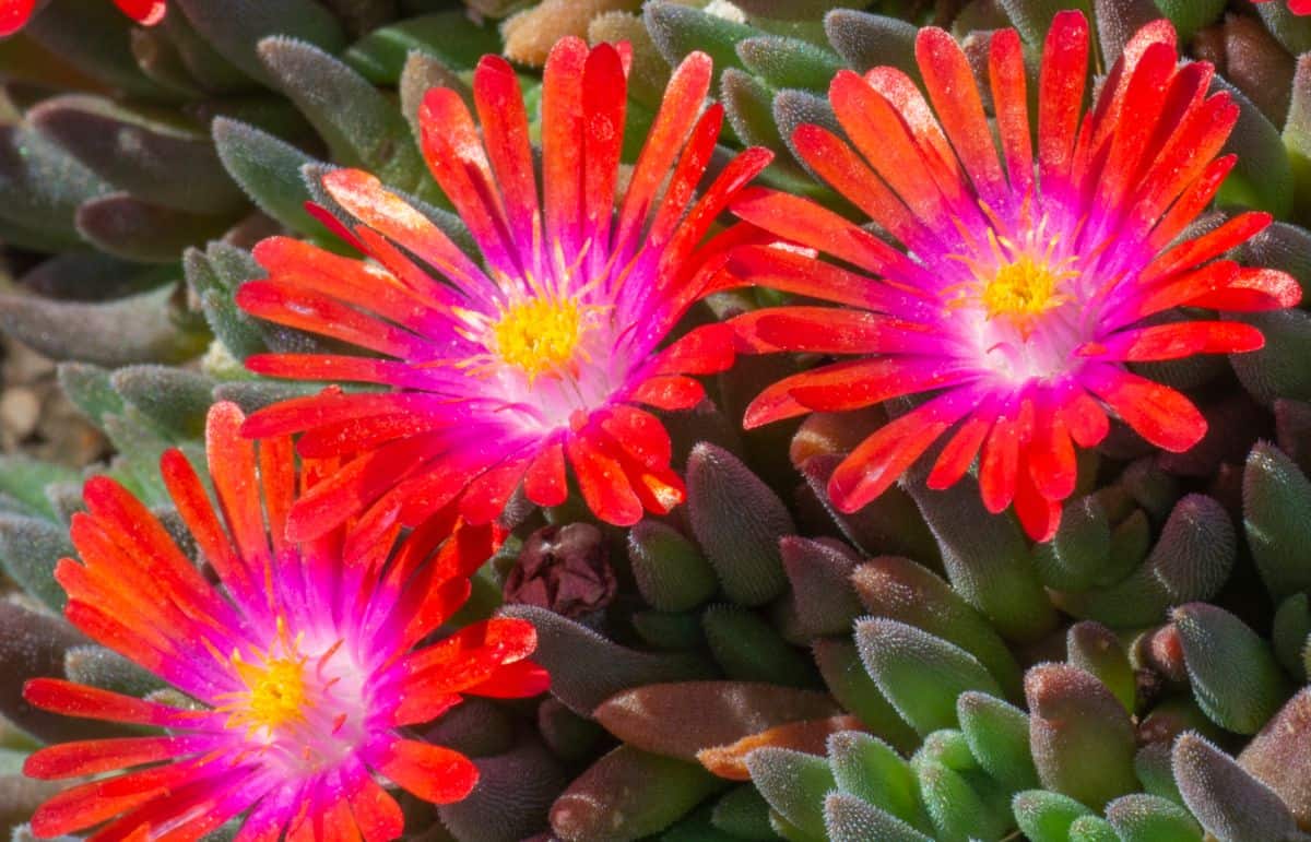 Blooming Delosperma cooperi close-up.