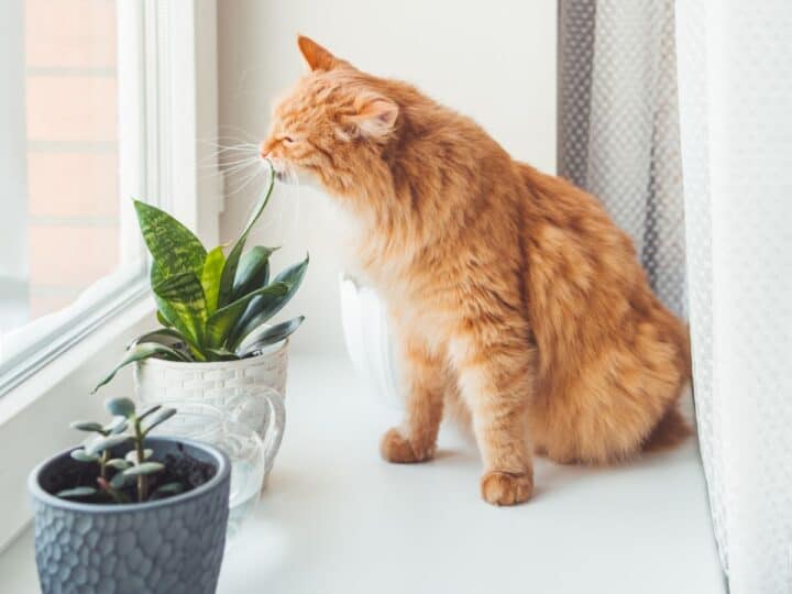 11 Succulents Safe for Cats - Sublime Succulents