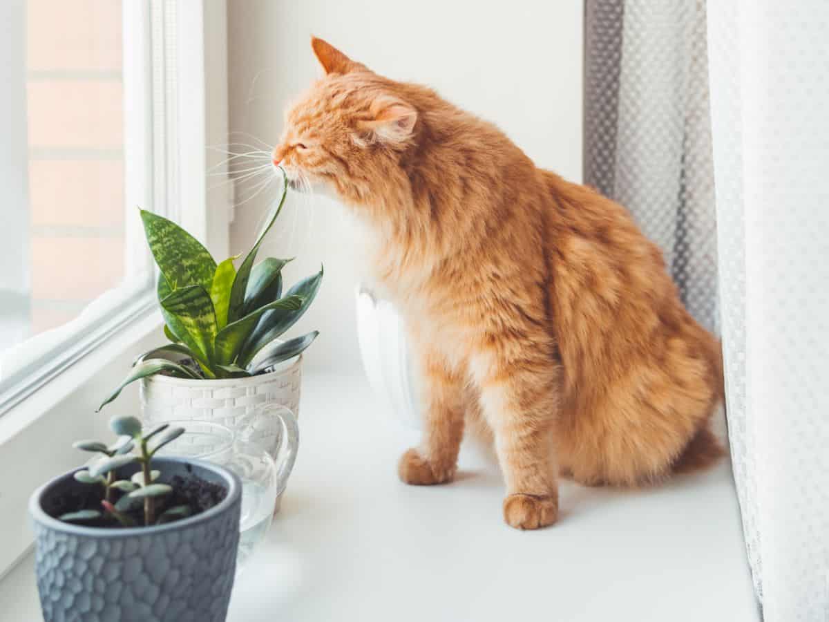 Cat biting a succulent leaf near a window.