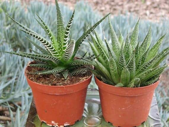 The Difference Between Aloe and Haworthia