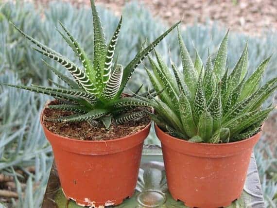 The Difference Between Aloe And Haworthia Sublime Succulents