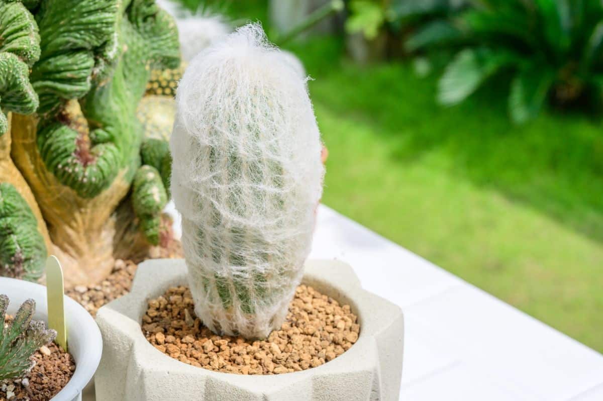 Espostoa lanata old man cactus growing in a pot.