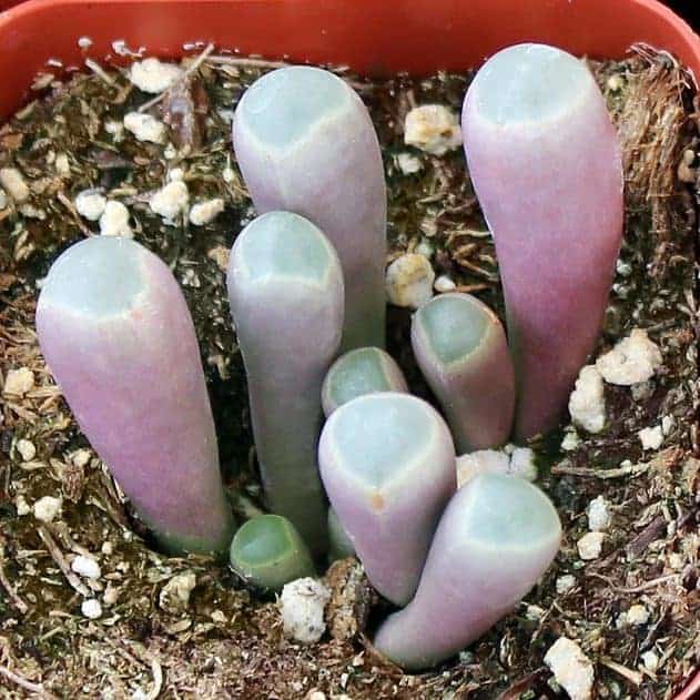 Fenestraria aurantiaca, Baby Toes growing in a pot.