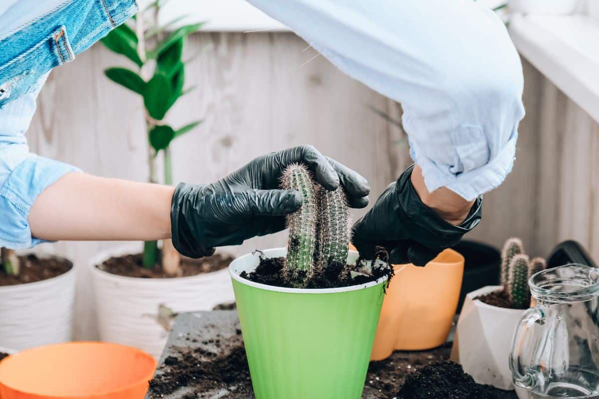 Gardener with black gloves planting a cactus into pot.