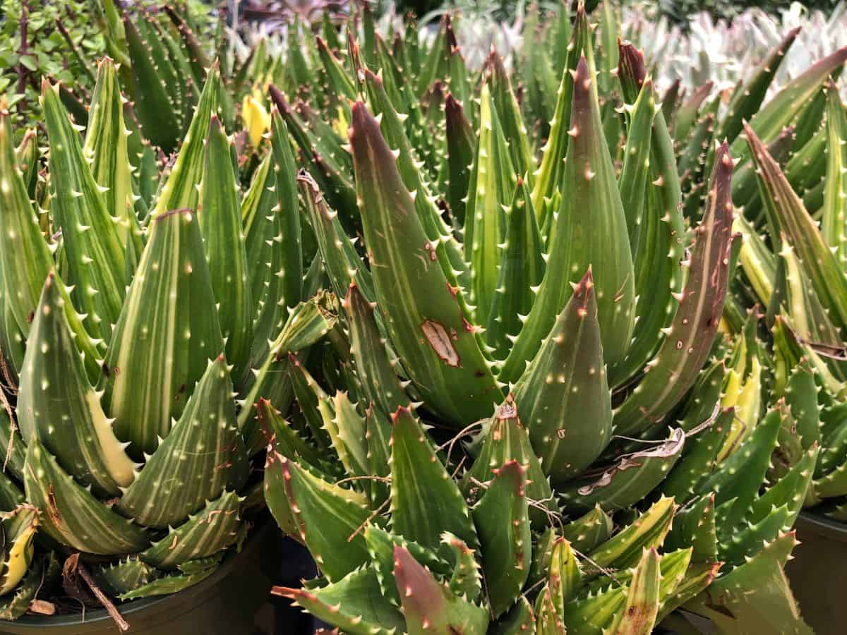 Gold tooth aloe variety close-up.