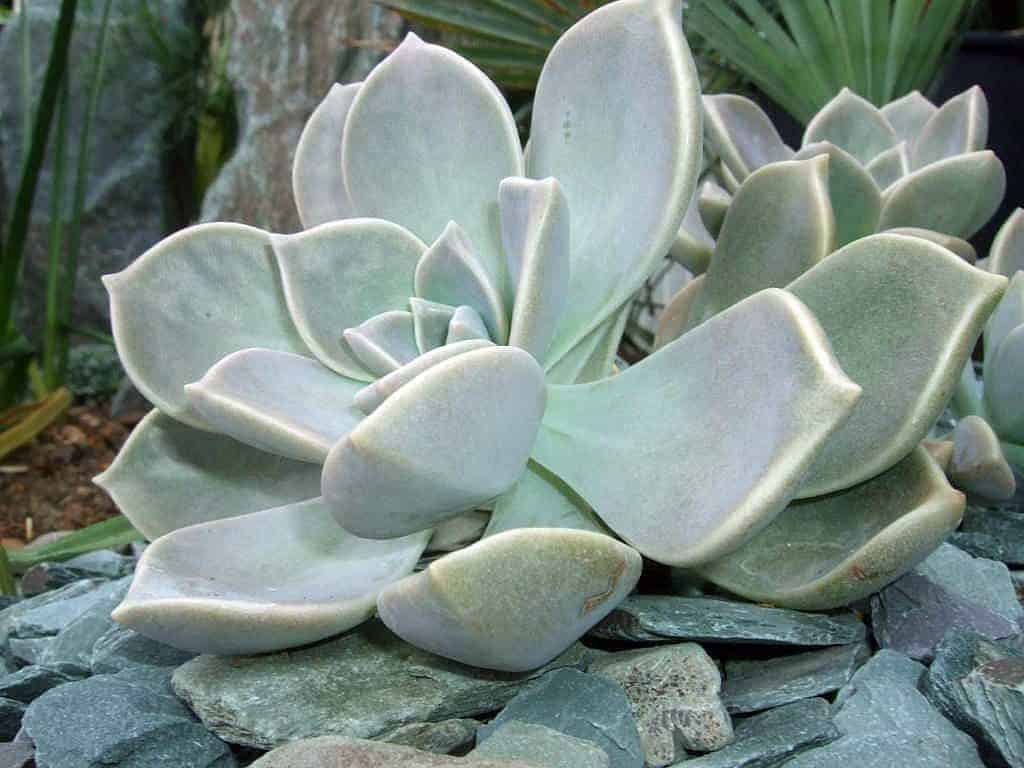 Graptopetalum paraguayense, Ghost Plant close-up.