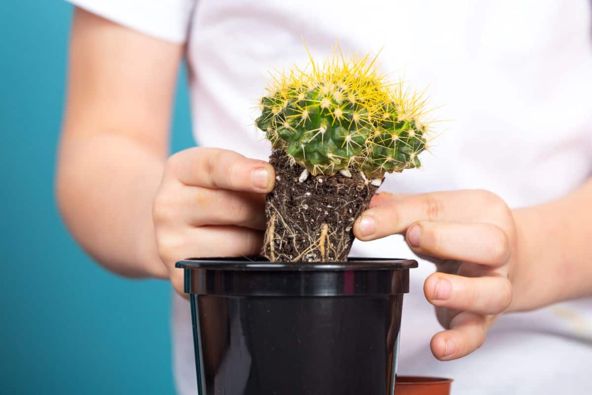 Hands carefully holding a cactus in a pot.