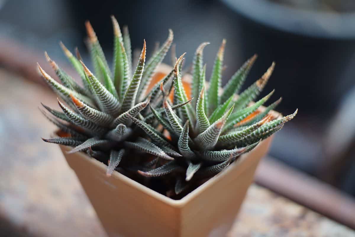 Haworthia fasciata variety growing in a pot.