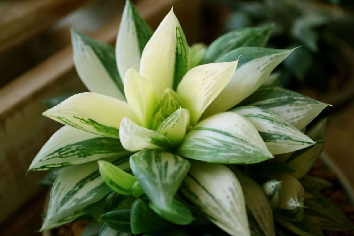 Haworthia retusa variety close-up.