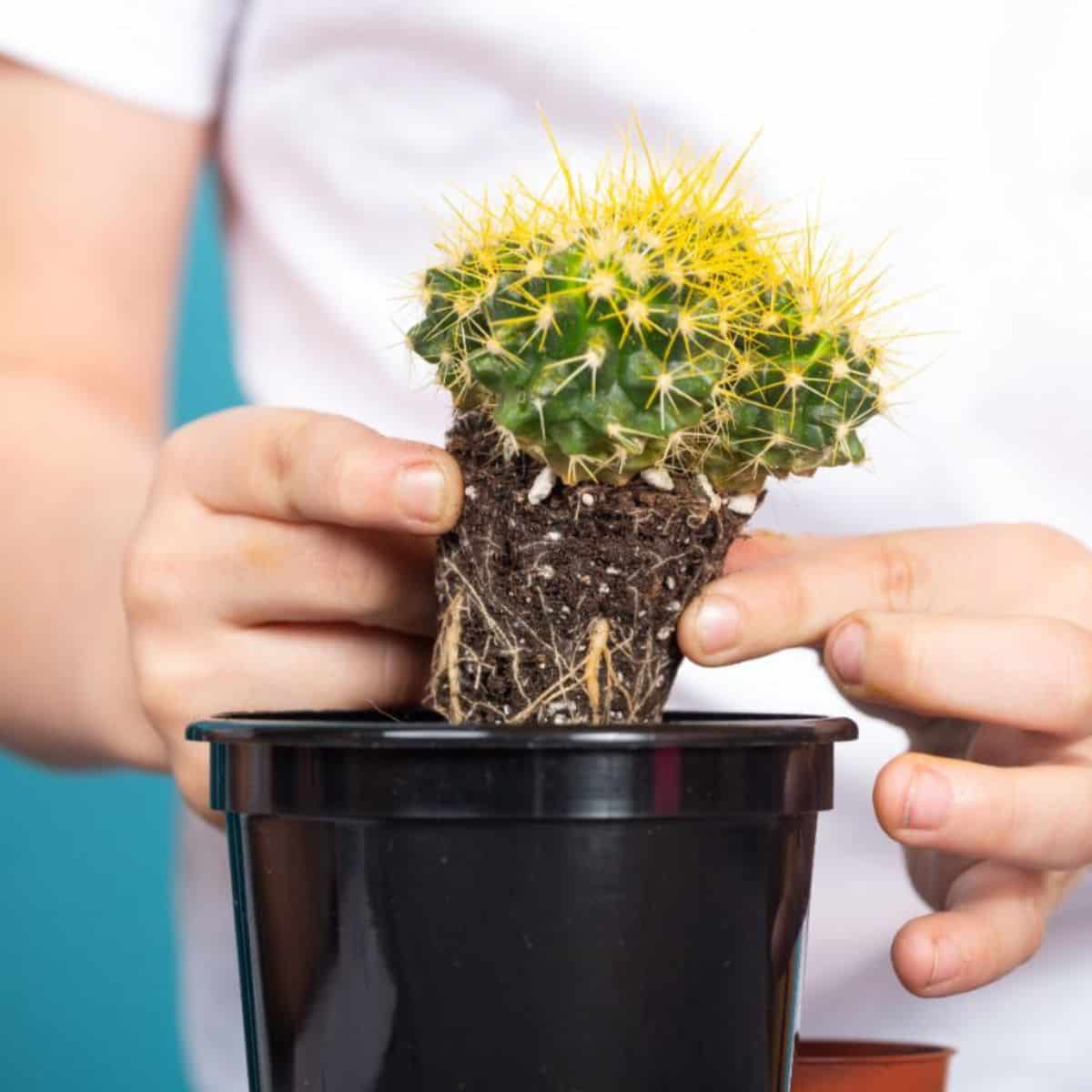 Hands carefully holding a cactus in a pot.