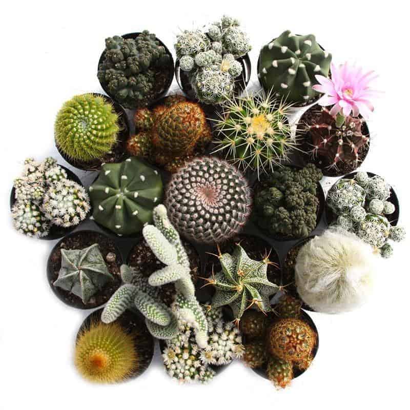 Different varieties of cactuses.