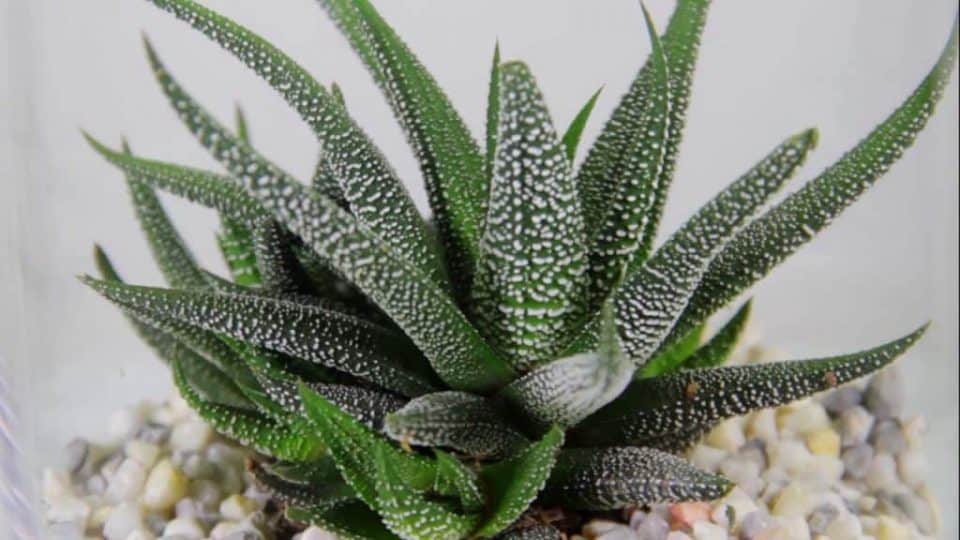 11 Succulents Safe for Cats Sublime Succulents