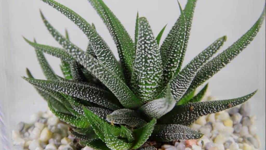 Haworthia close-up.