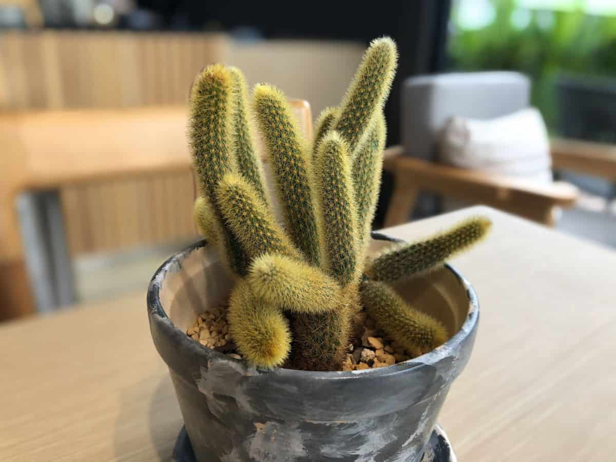 Monkey tail cactus growing in a pot.