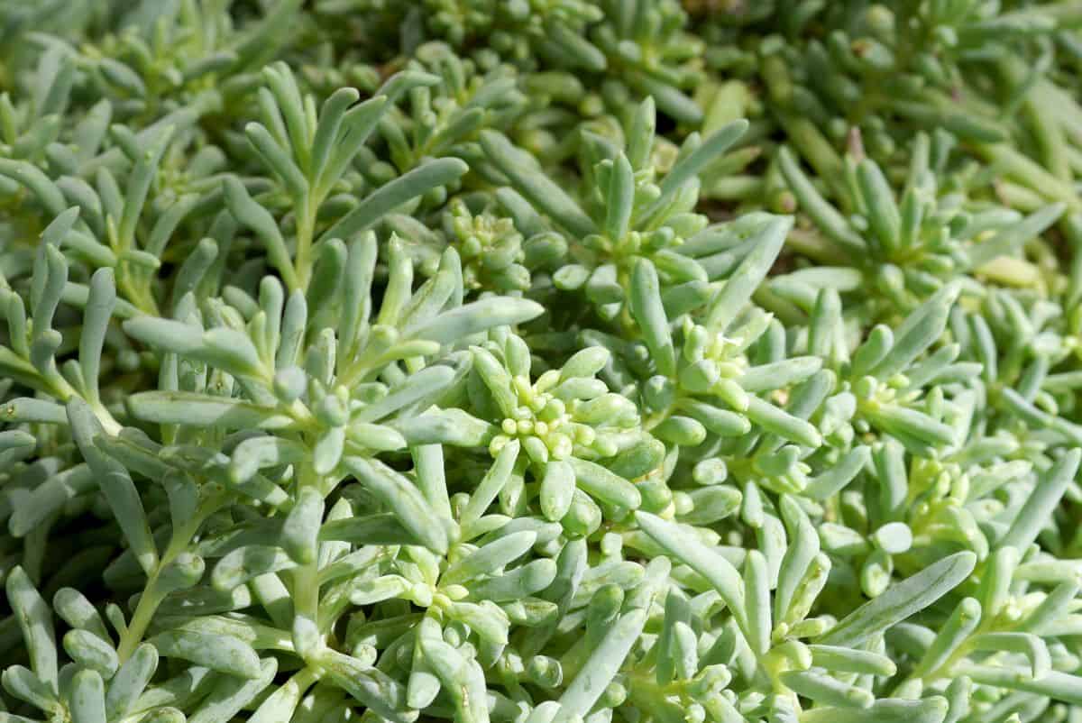 Othonna capensis close-up.