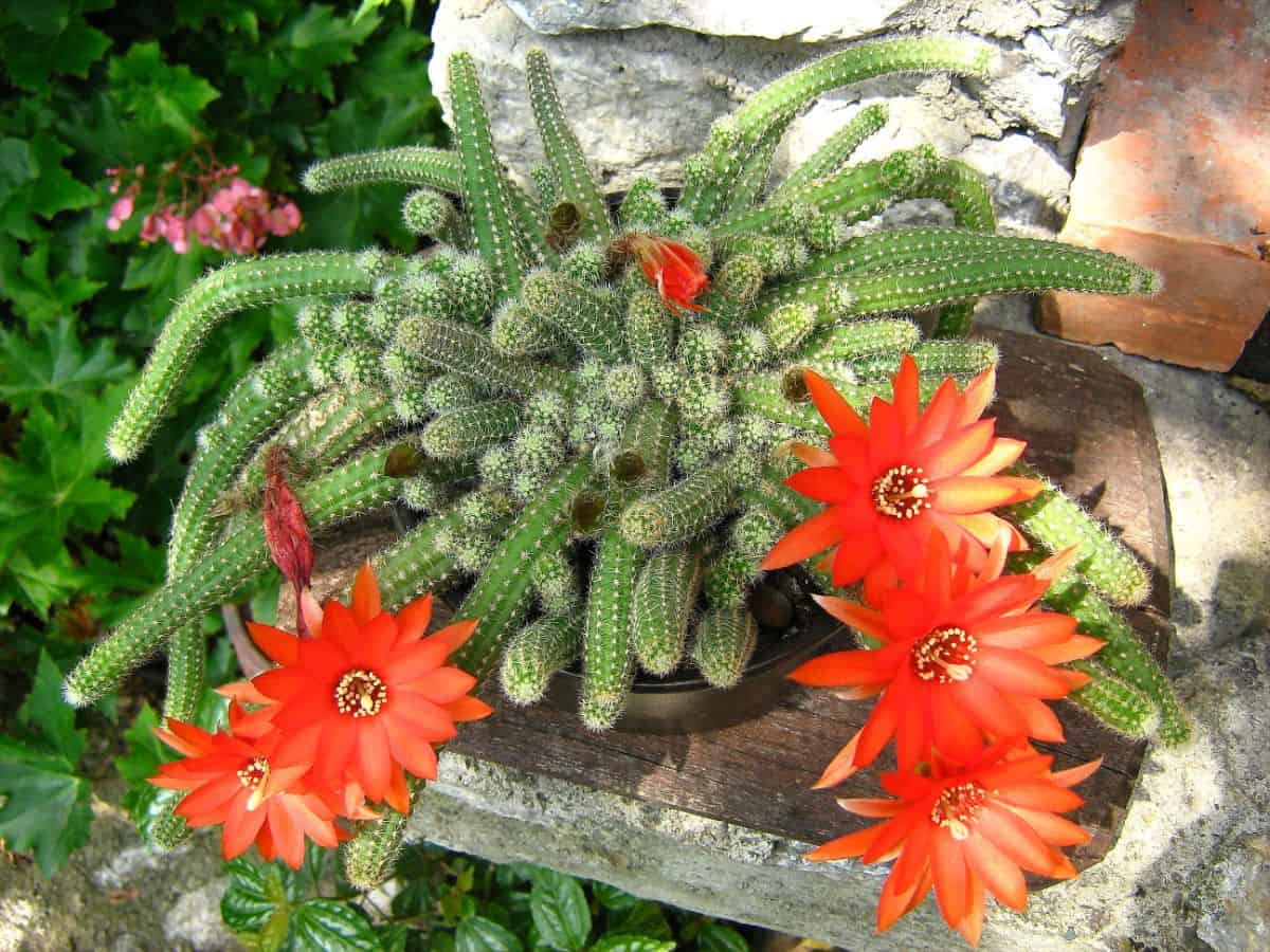 Flowering peanut cactus growing in a pot.