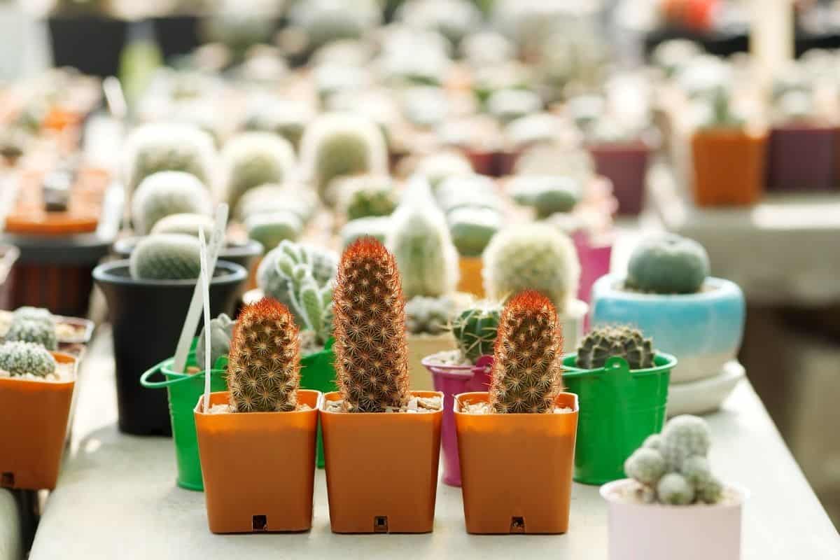 Different varieties of succulents in plastic pots.