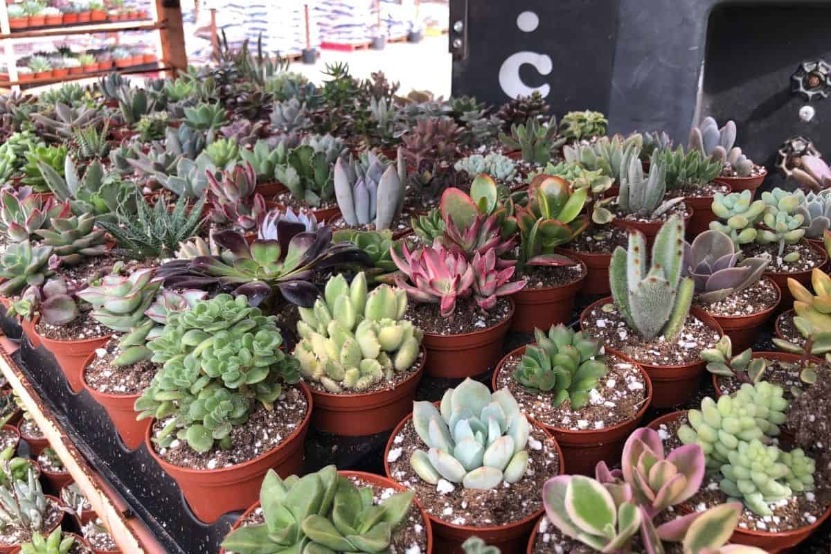 Succulents in plastic pots.