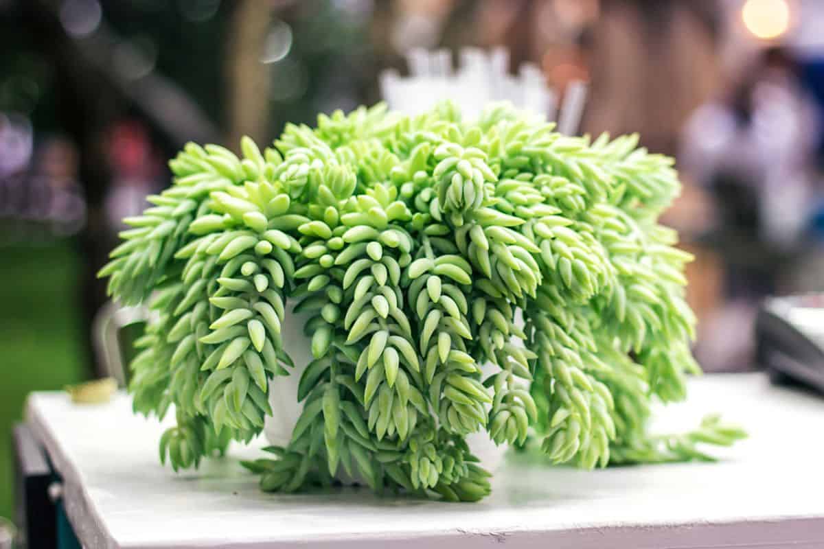 Sedum morganianum in a pot.