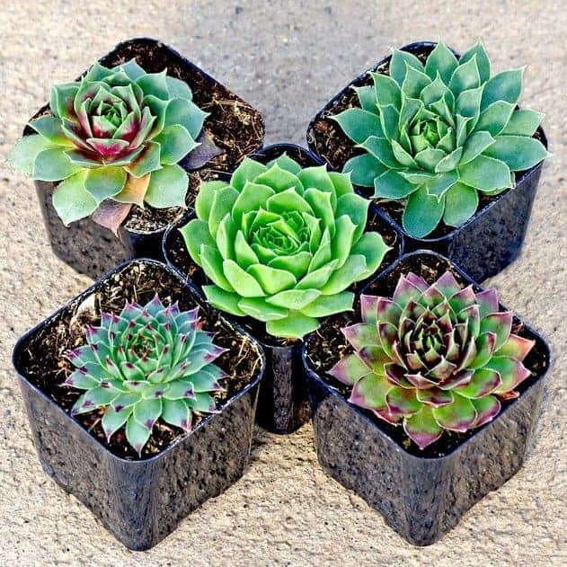 Sempervivum, Hens and Chicks growing in pots.