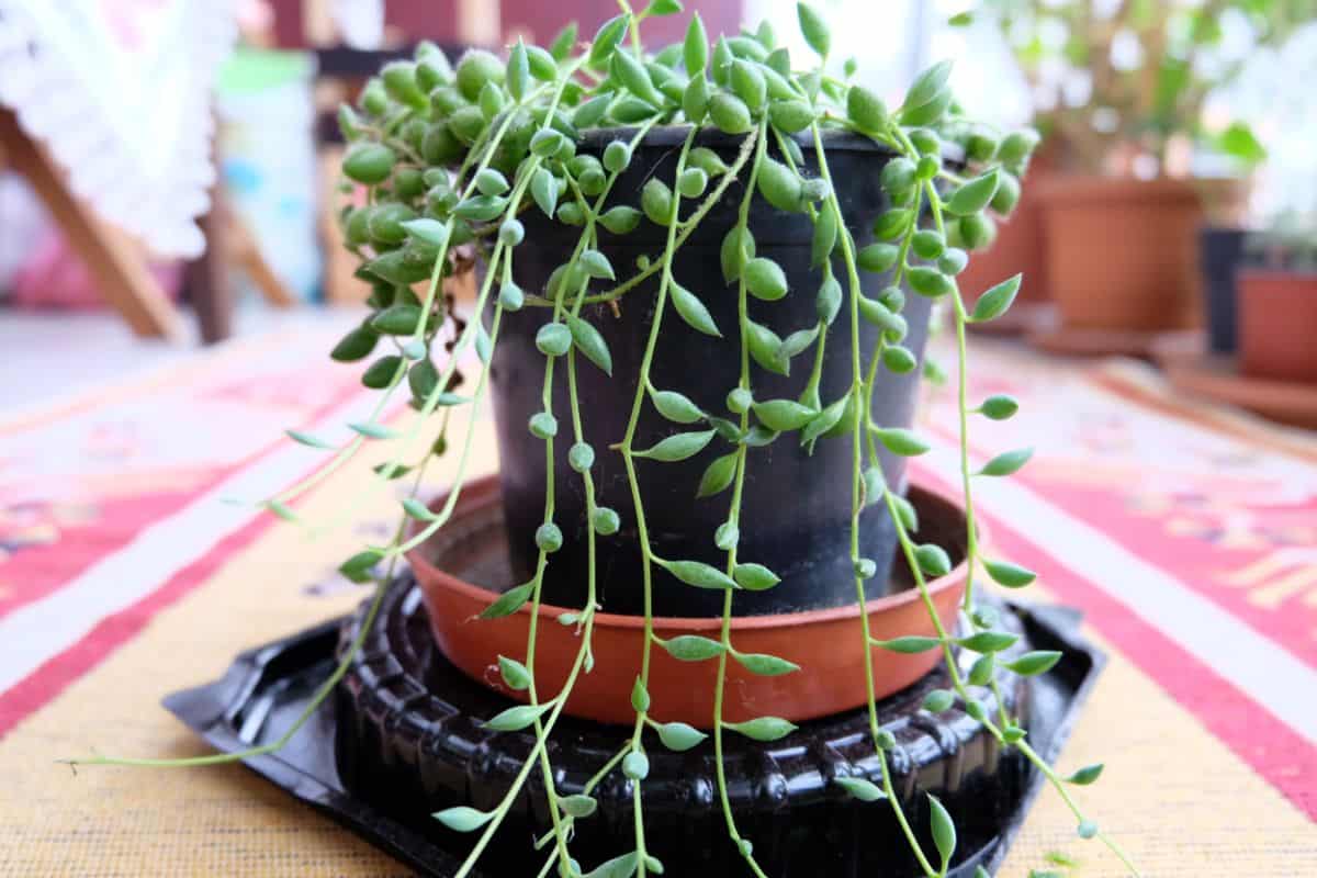 Senecio Herreianus growin in a pot.