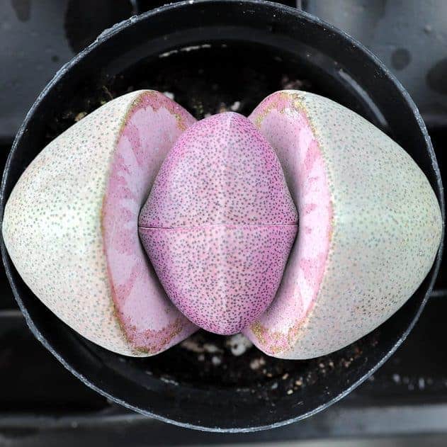 Pleiospilos nelii, Split Rock growing in a pot.