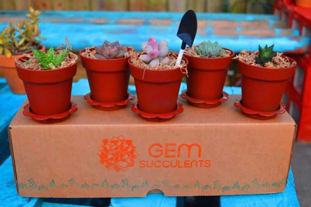 Gem Succulents succulent box