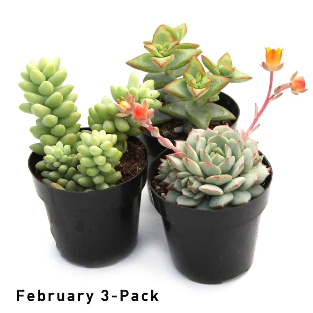 Leaf & Clay succulents box