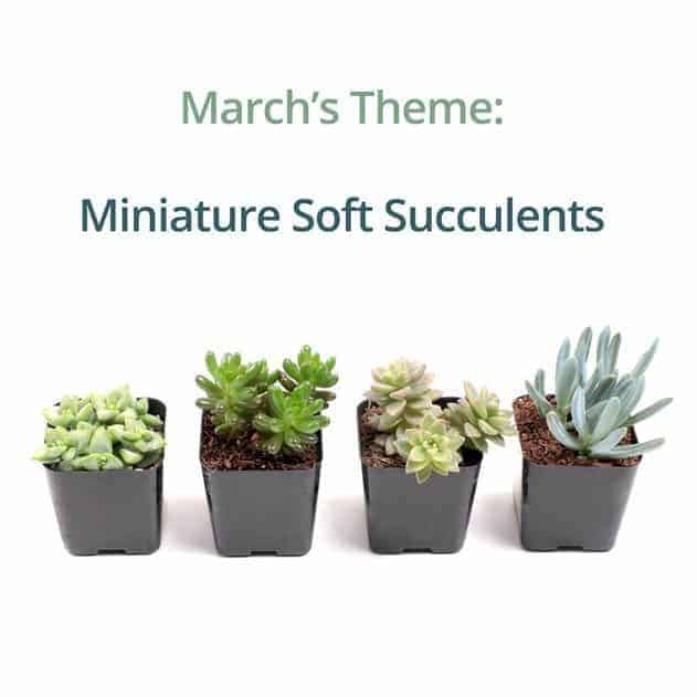 Mountain Crest Gardens succulent box