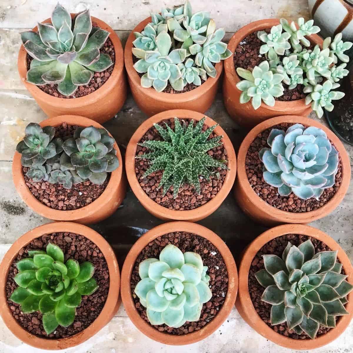 Bunch of succulents in terracotta pots.