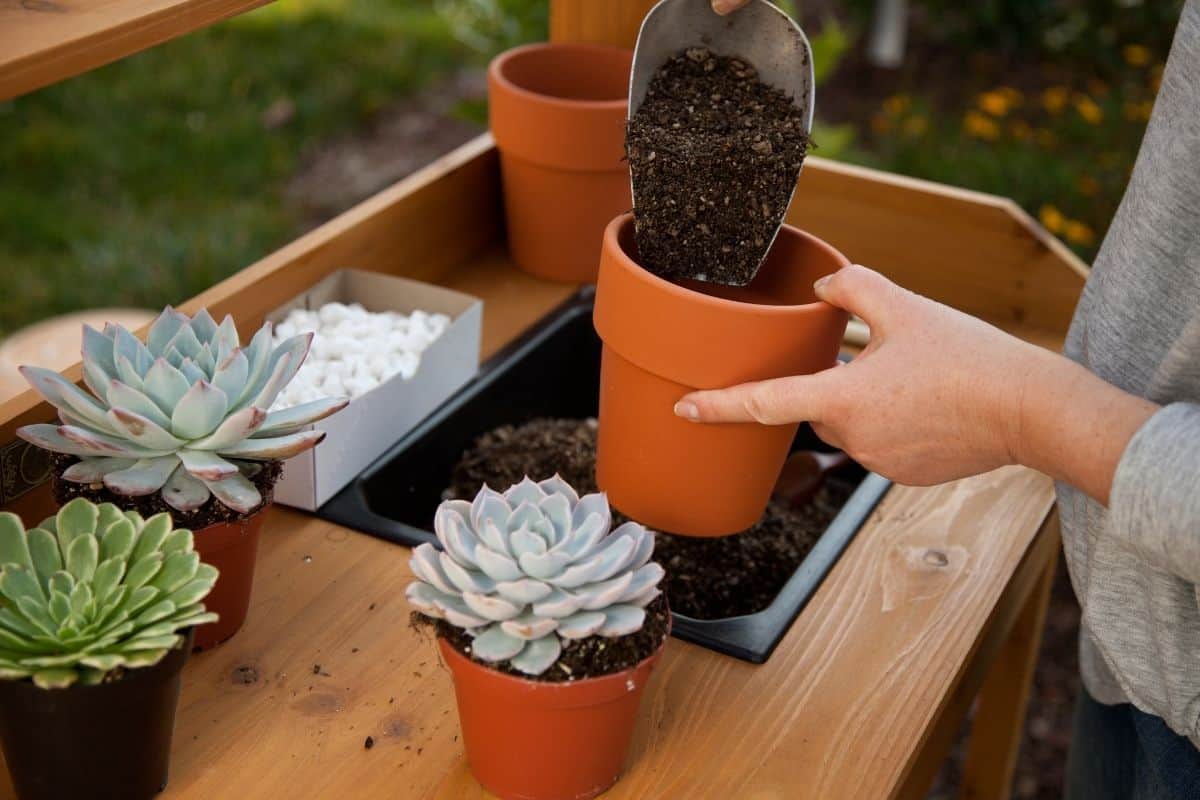 Woman planting succulents into terraccota pots.