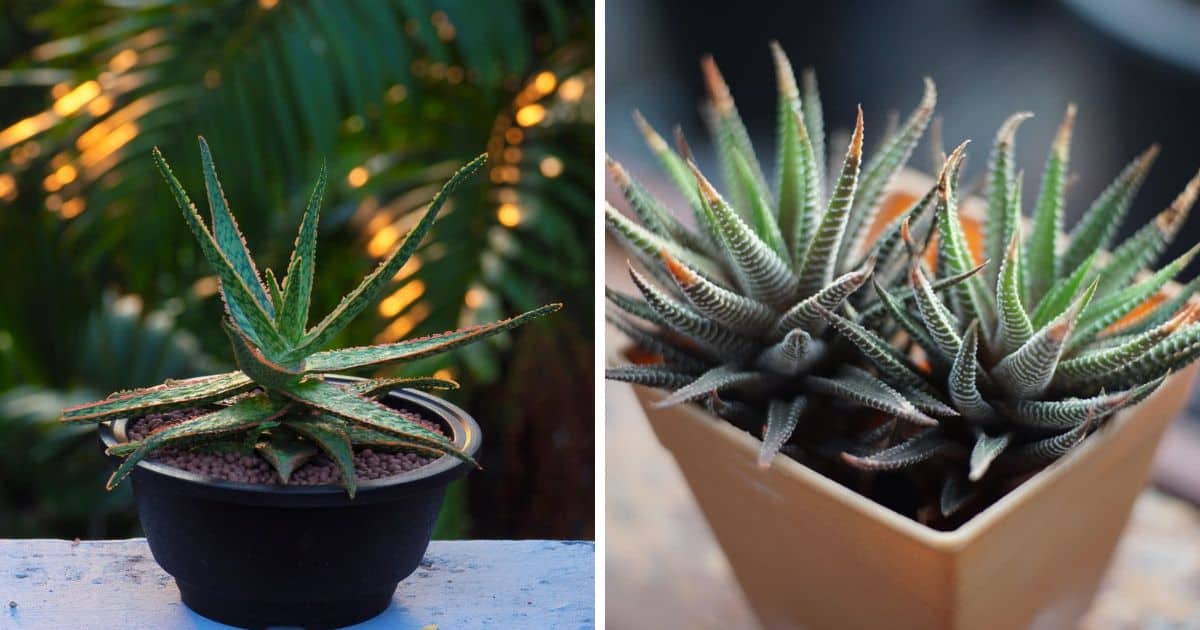 Image of aloe vera in a pot and image of haworthia in a pot.