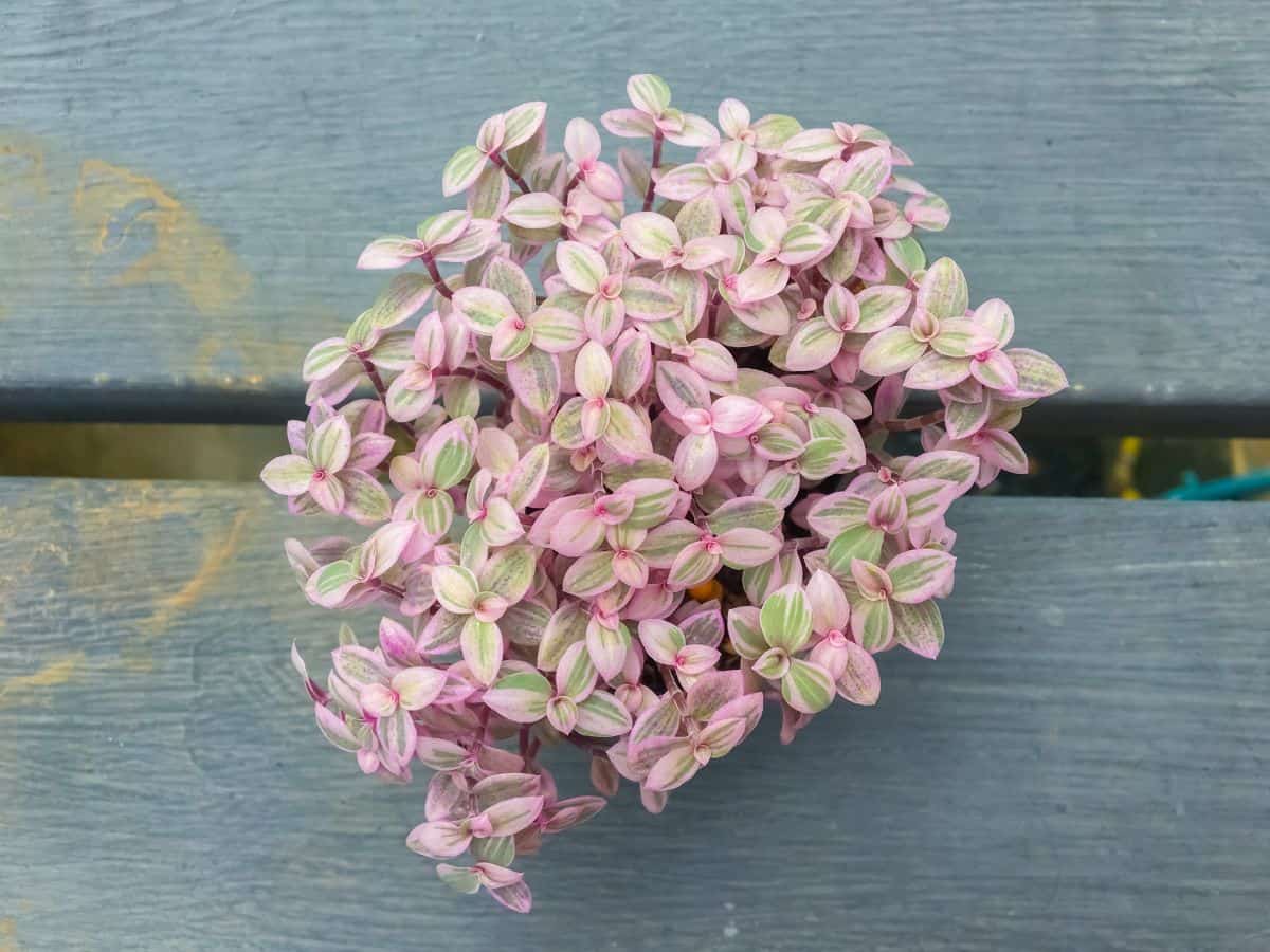 Callisia repens – Pink Lady Turtle Vine on a wooden table.