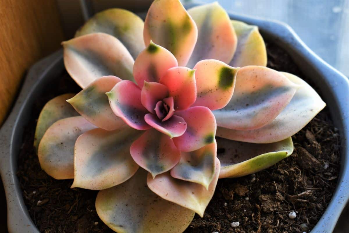 Echeveria ‘Rainbow’ in a pot close-up.